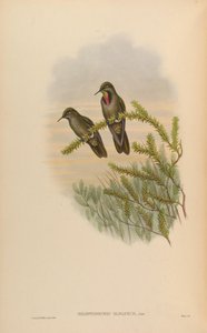 Rhamphomicron olivaceum = Chalcostigma olivaceum af John Gould
